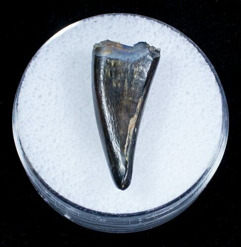 Inch Albertosaurus Tooth - Two Medicine Formation #3860